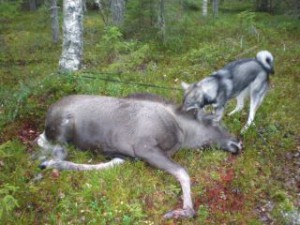 Gransjöbergets kennel, jämthund	