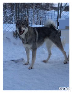 SEJ(lö)CH Gransjöbergets Kita