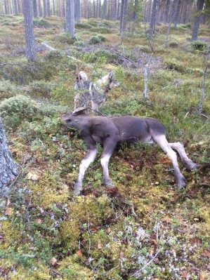 2015-10-13  Nu har jakten dragit igång igen efter uppehållet. och jag åkte upp till lycksele för att jaga tillsammans med Lars Dahl och jag fick skjuta en kalv på ett bra ståndarbete av kita.