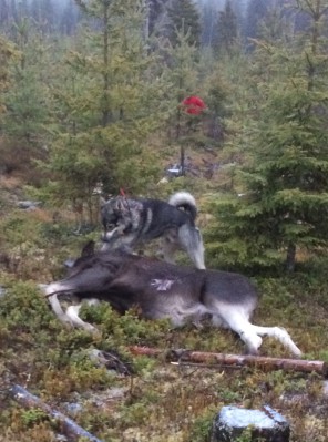 2015-11-15  110 skall i minuten för mack idag och vad är det då för konst att smyga sig på.