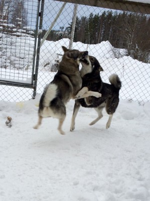 2016-02-13 Förhoppningsvis blir det valpar i april mellan kita och kougstabackens ingvar